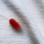 tissu coton blanc lin