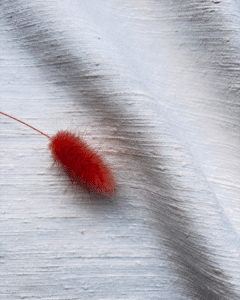 tissu coton blanc lin